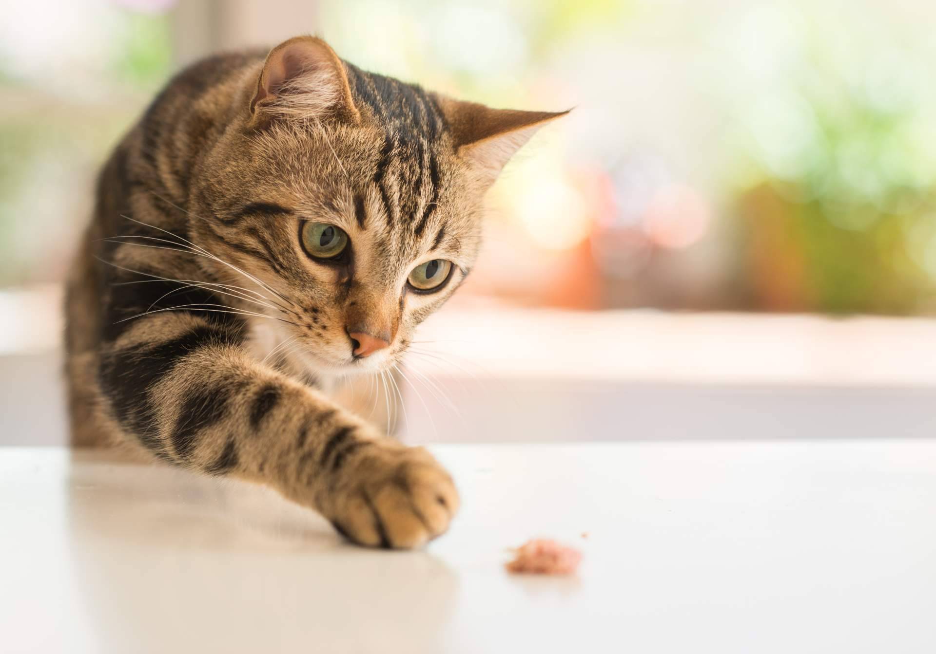 Una firma que asegura la alimentación ideal para mascotas
