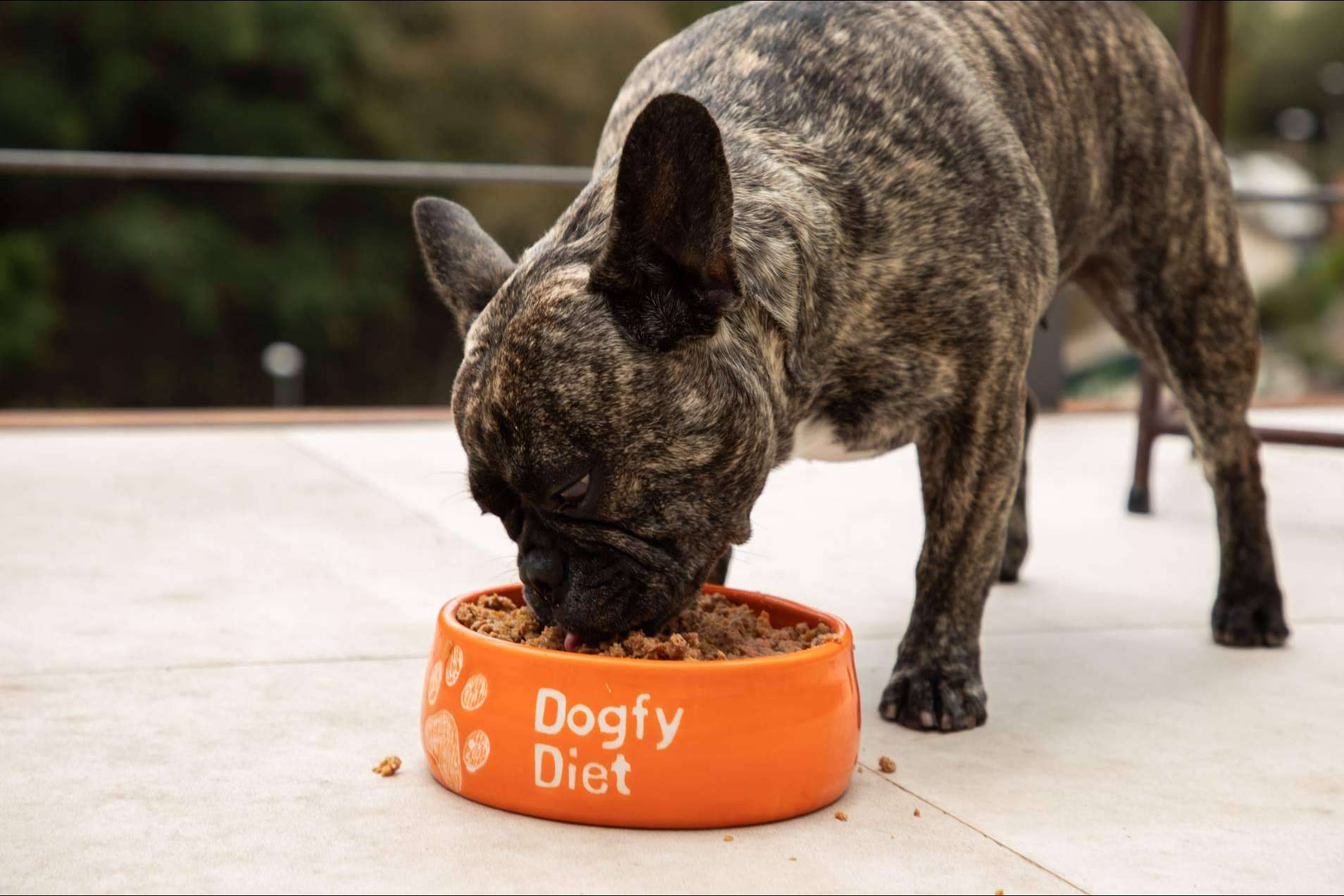 Beneficios de la comida natural para la digestión de los perros de raza pomerania