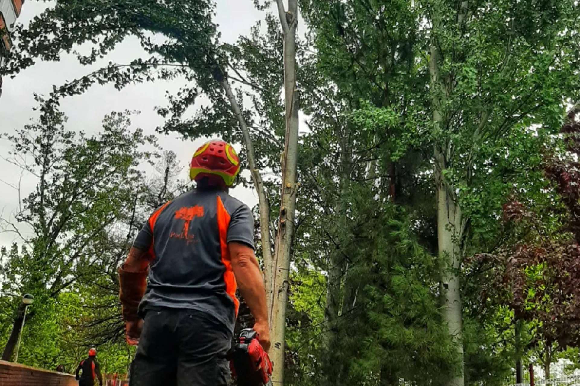 PodAlta, especialistas en poda y tala en altura