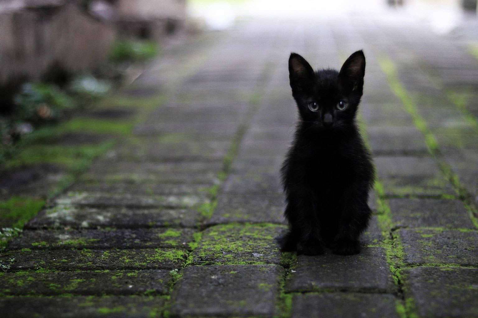 Pienso Solidario Feral, la opción nutricional para gatos ferales que contribuye a su bienestar