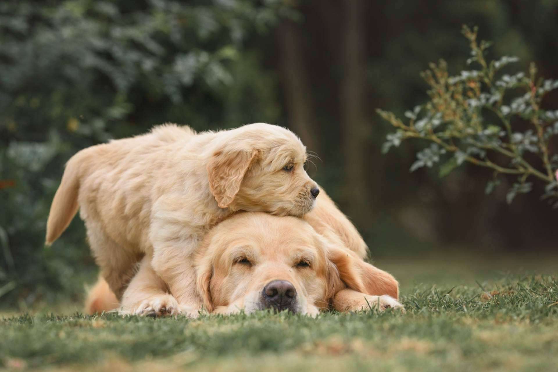 Dogfy Diet, una opción en comida natural y casera para cachorros con ingredientes frescos