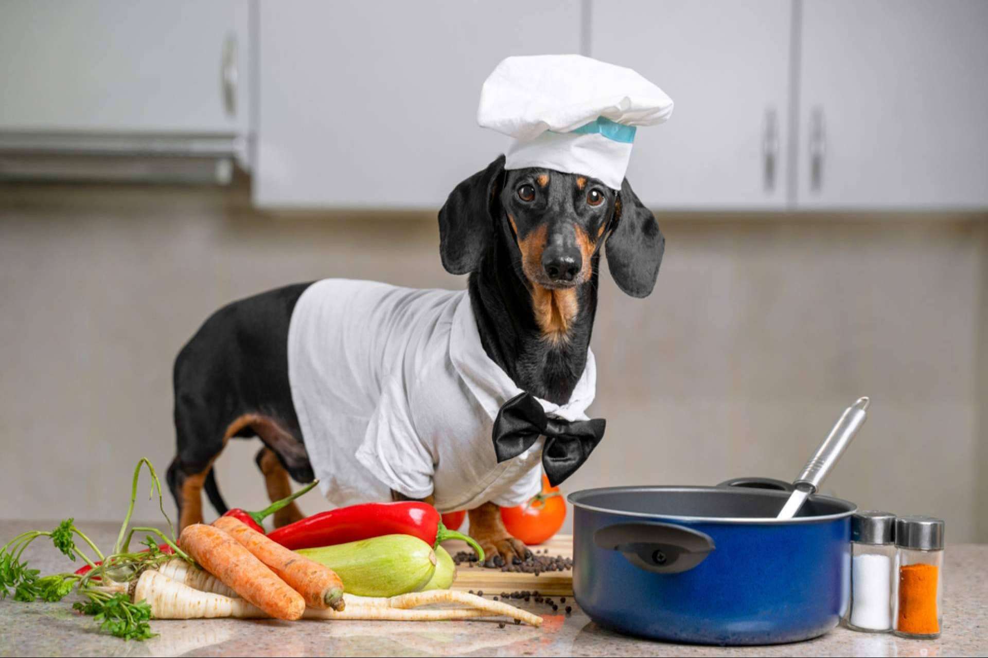 Dogfy Diet, alimentación natural para apoyar a perros con enfermedades crónicas y renales