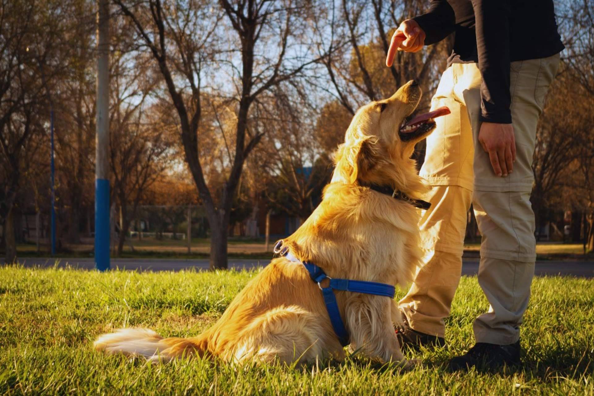 Beneficios del adiestramiento canino a domicilio