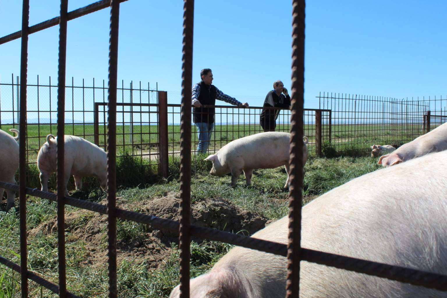 Las pequeñas explotaciones ganaderas son la verdadera resistencia del campo