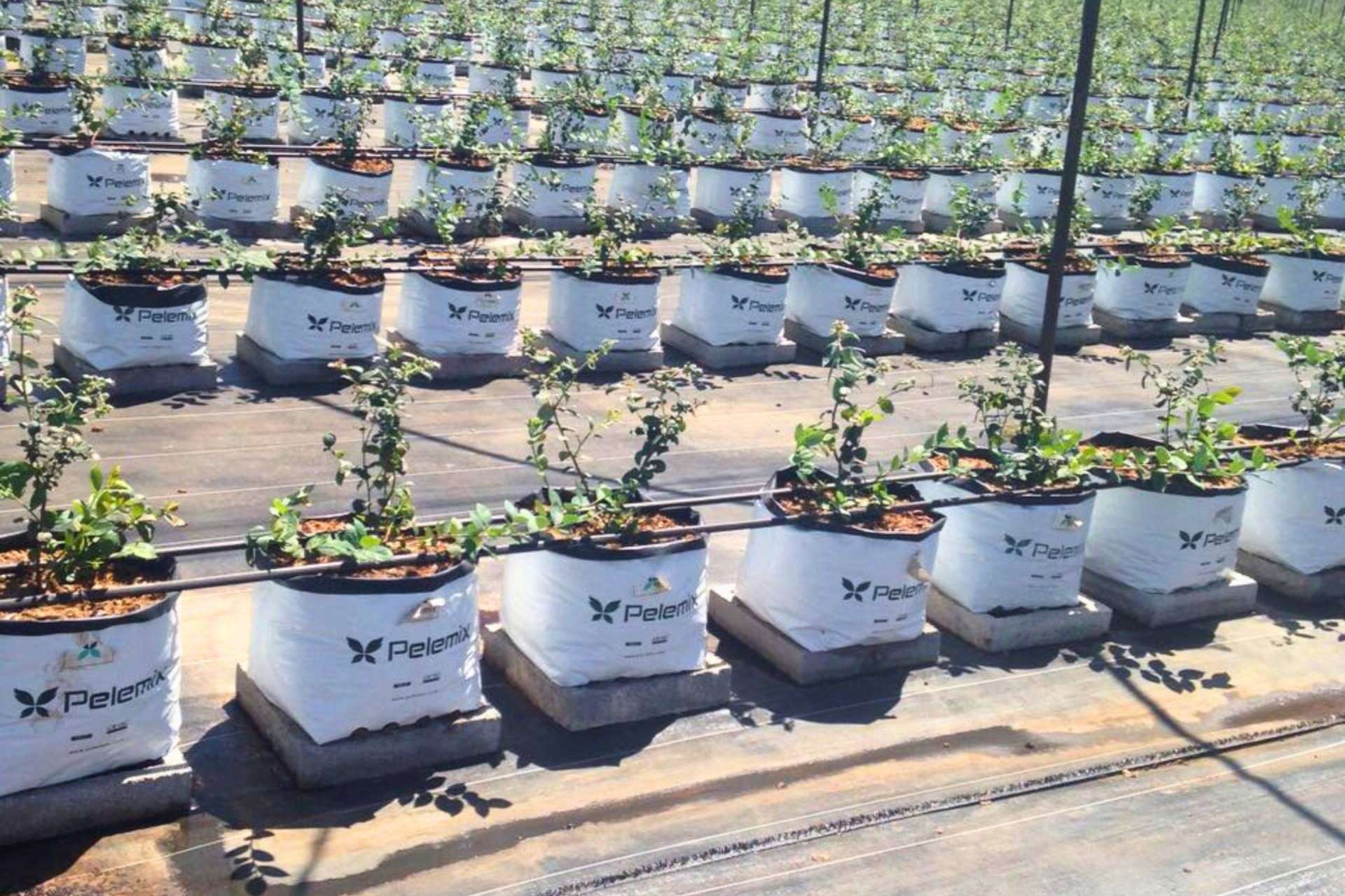 Pelemix transforma la agricultura con soluciones sostenibles y de alto rendimiento