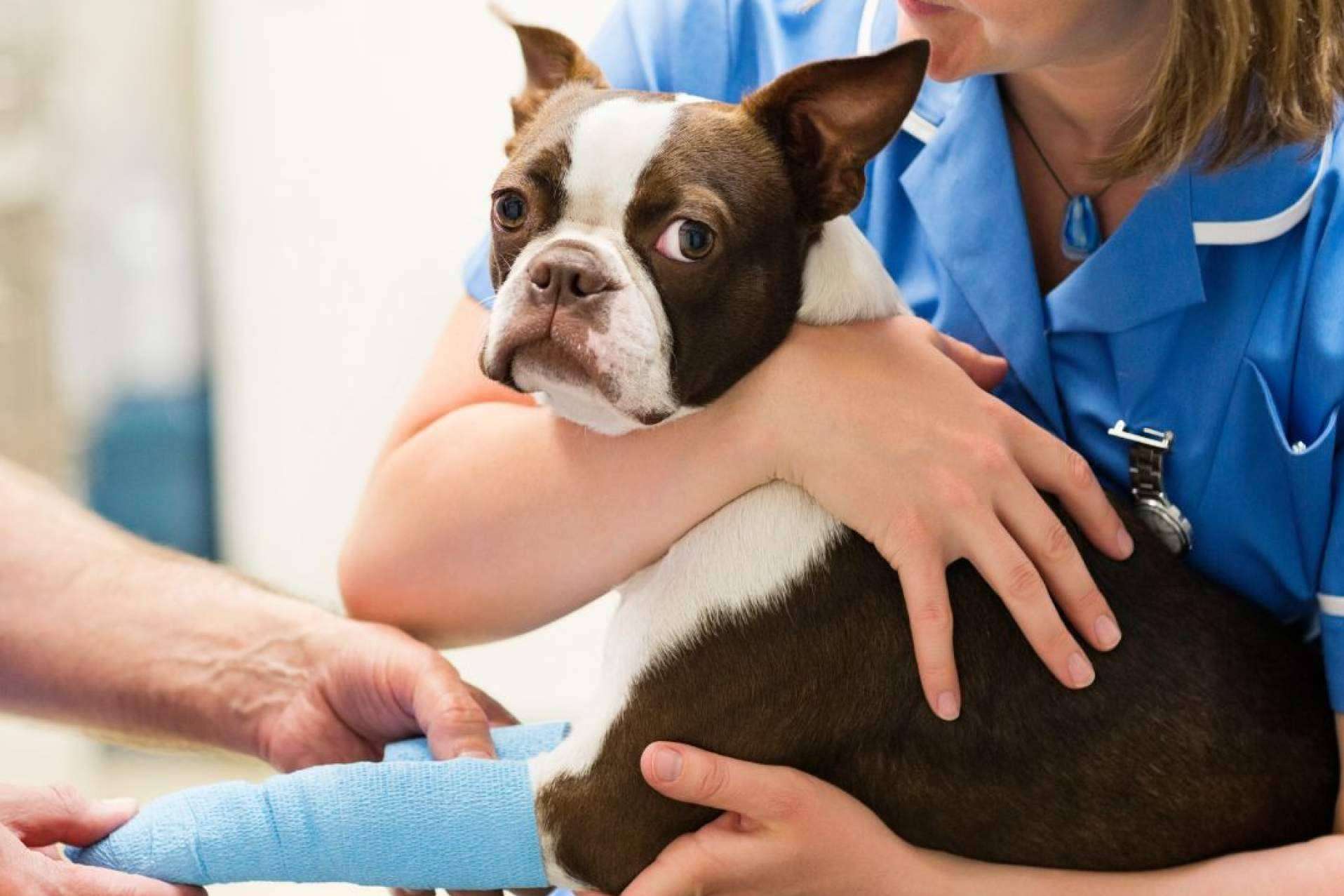 Vetformación propone regalar educación veterinaria, una experiencia única para amantes de los animales