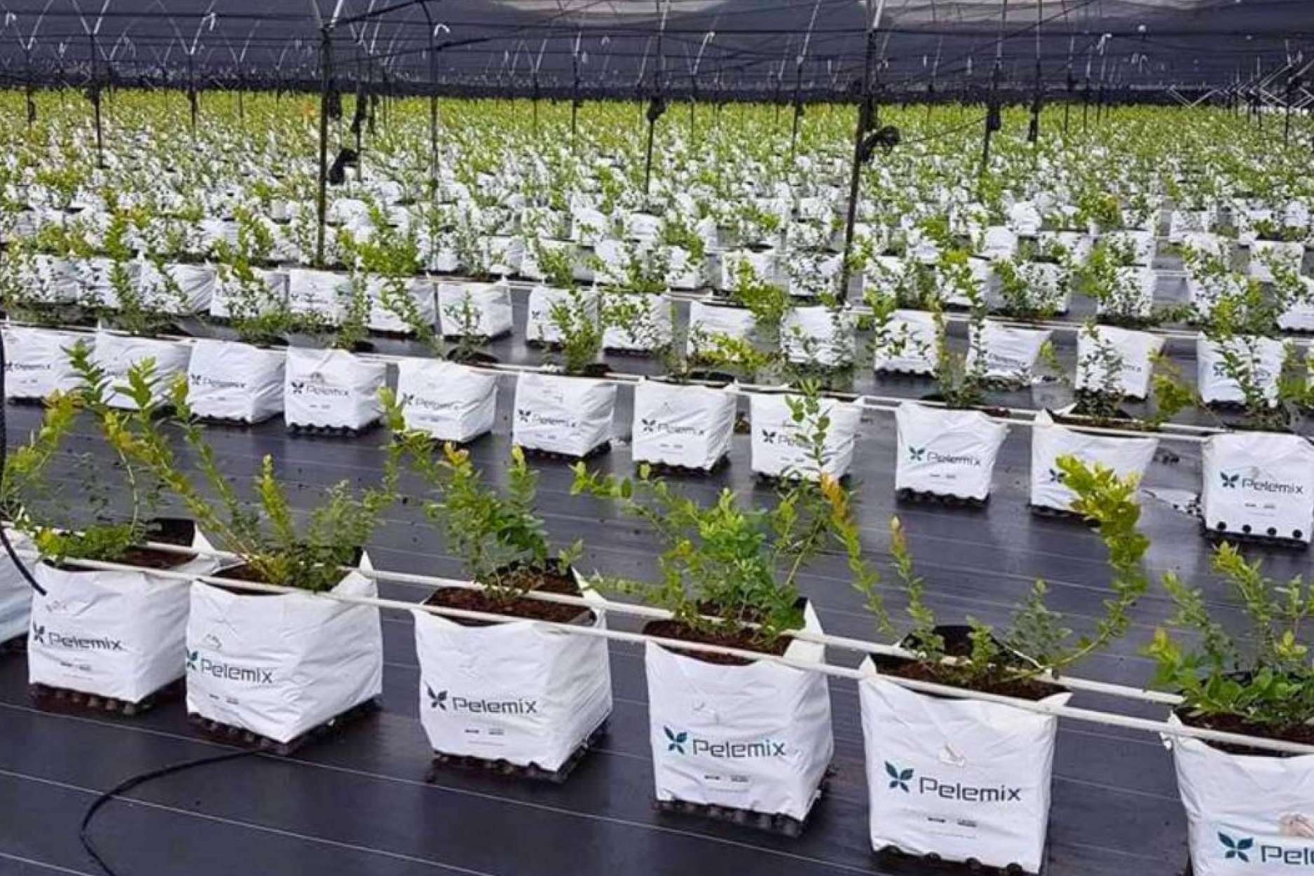 Agricultura sostenible, Pelemix refuerza su liderazgo en sustratos de coco de alto rendimiento