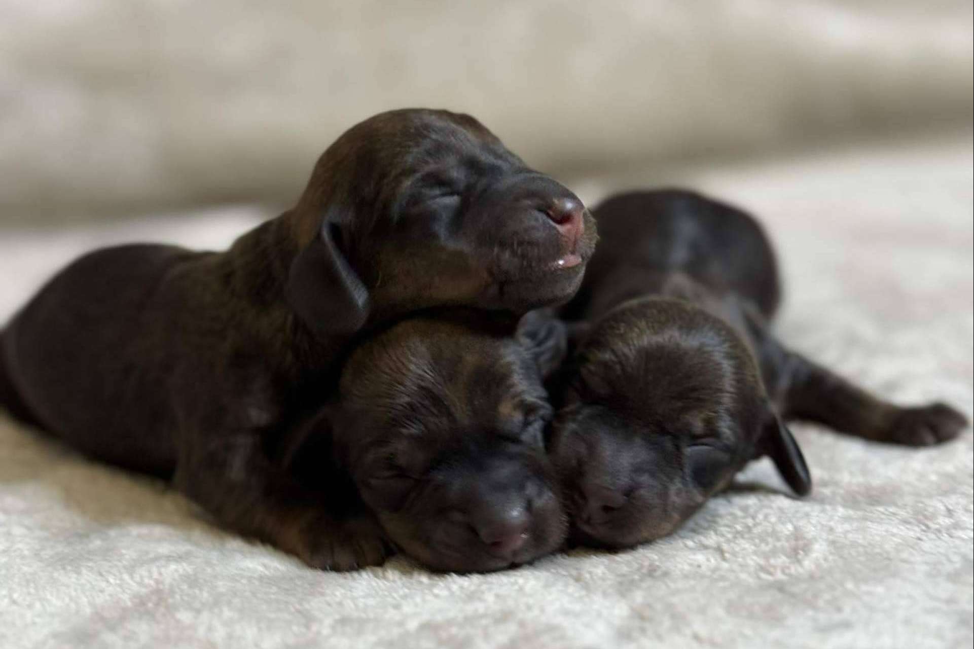 Los secretos detrás del cuidado de los cachorros de Teckel