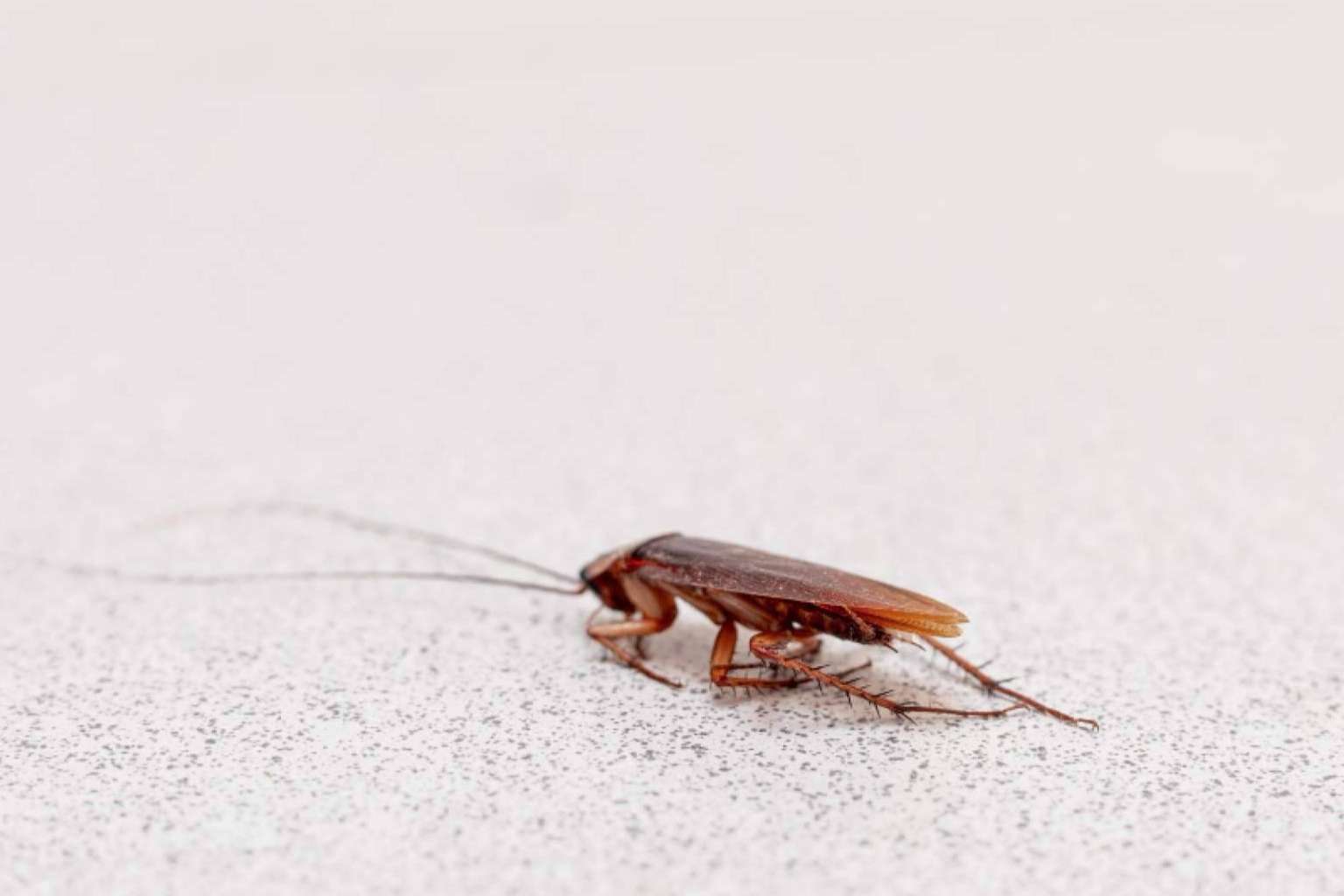 Tipos de cucarachas en España y cómo identificarlas