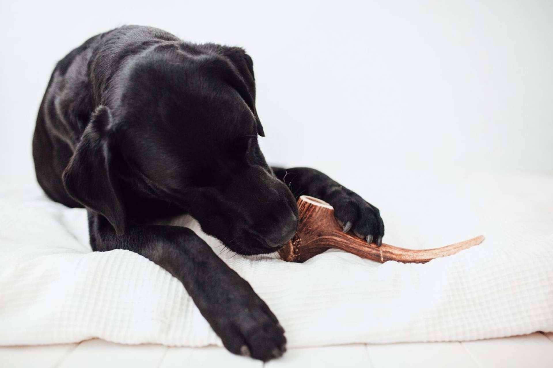 ¿El perro lo muerde todo? Probar esto y olvidarse de los destrozos en casa