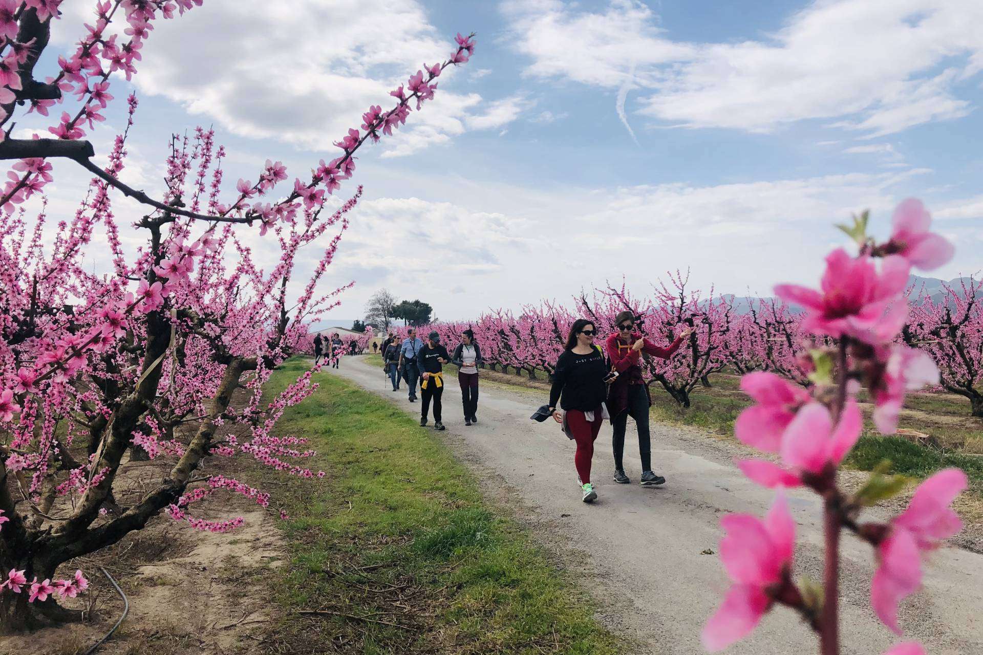 Las rutas de la floración vuelven al Bajo/Baix Cinca con nuevos recorridos y talleres florales