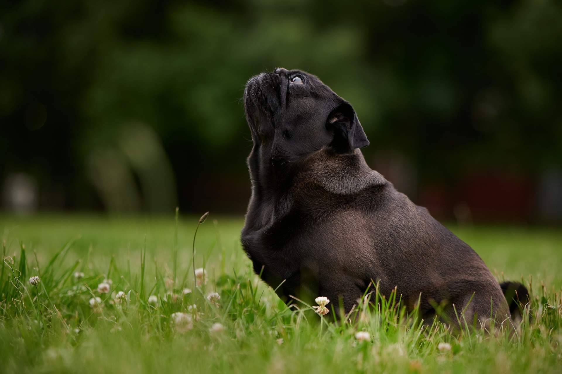 Ka Salud Integral impulsa la expansión en España de MAC’s, marca alemana de nutrición natural para perros y gatos