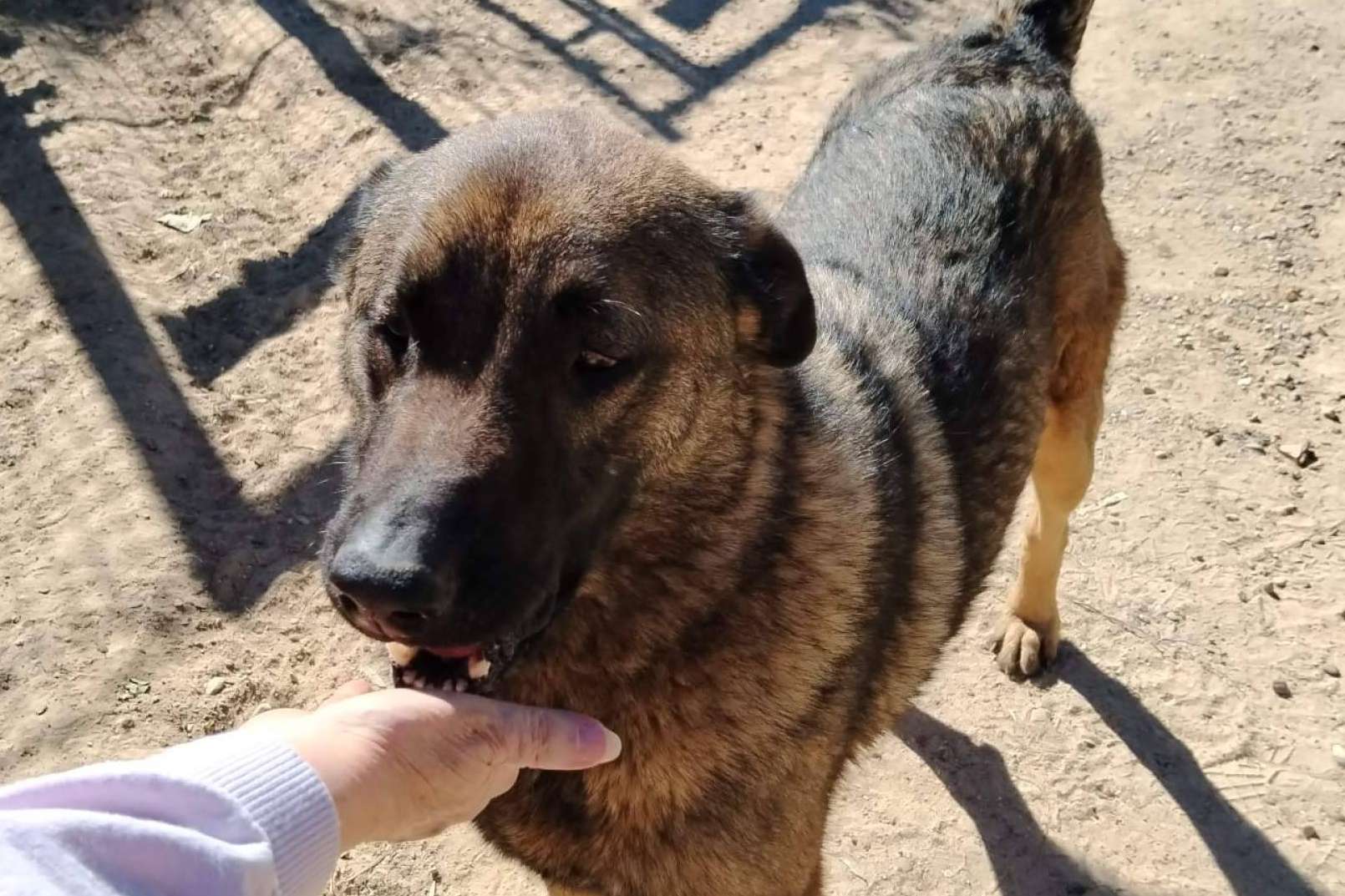 SOS Vidas lanza un llamamiento urgente para salvar su labor de rescate de animales