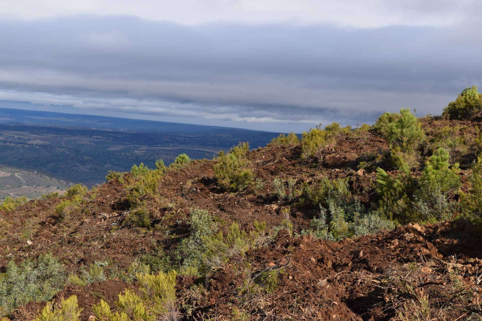 Reforestación corporativa en España; CO2 GESTIÓN supera los 3 millones de árboles plantados
