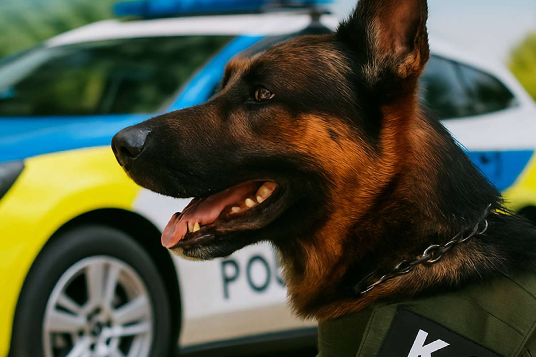 Kalzyme K9; la revolución en salud bucal para perros de servicio llega a España