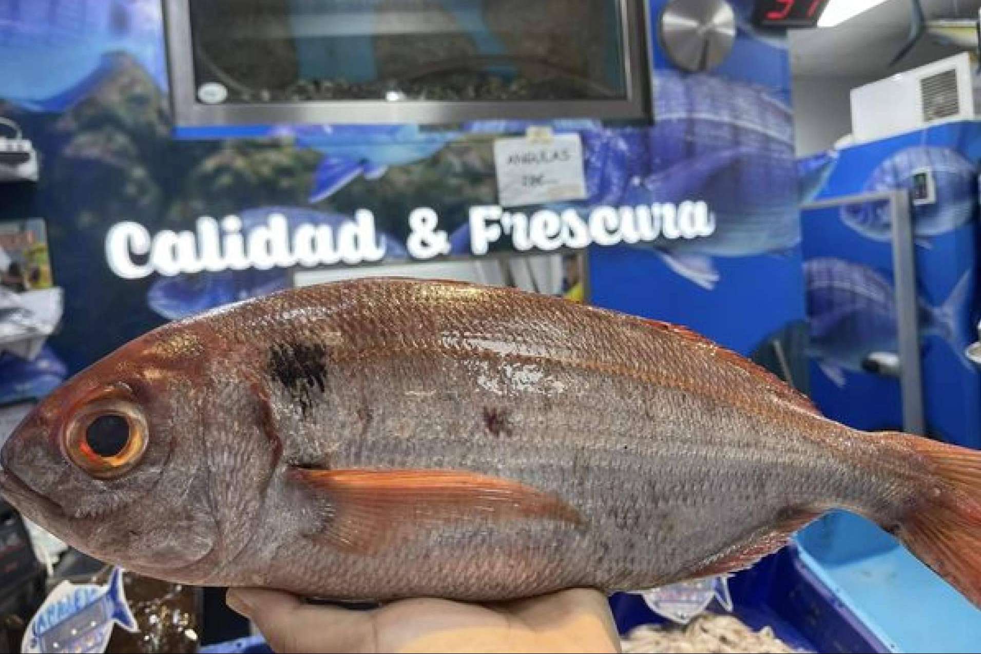 Pescadería Younes Ceuta, tradición familiar en pescados y mariscos con sabor a Ceuta