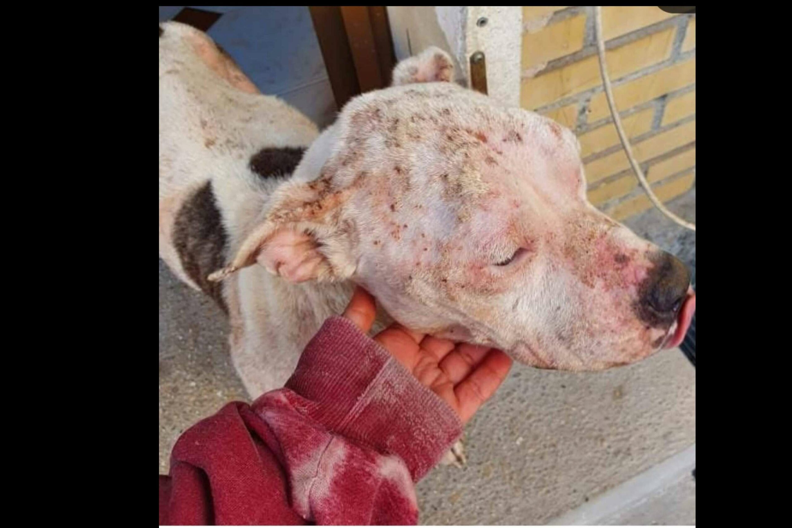 SOS Salvando Vidas España impulsa la adopción responsable de animales rescatados en situación de abandono