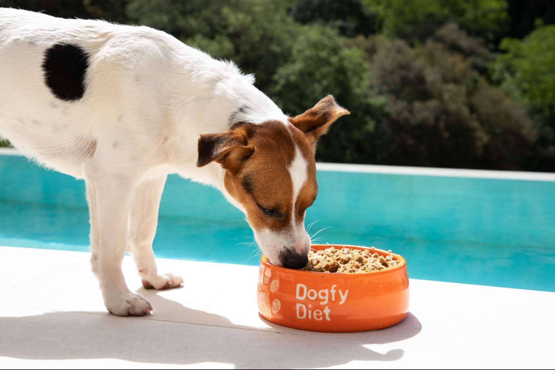 Dogfy Diet impulsa una dieta equilibrada y natural para cachorros desde sus primeras etapas de crecimiento