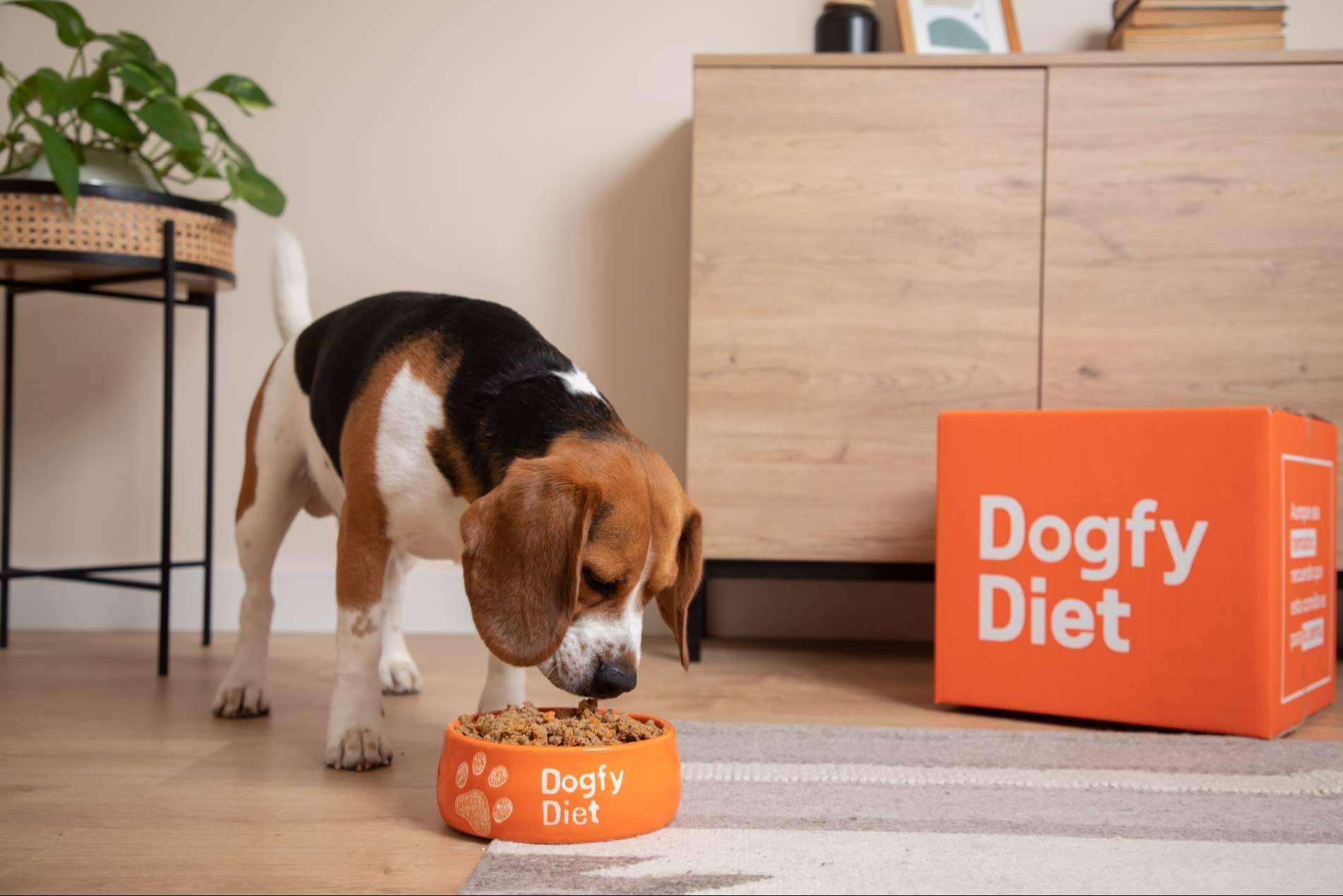 Dogfy Diet promueve la alimentación natural para perros senior con recetas caseras adaptadas a su etapa vital