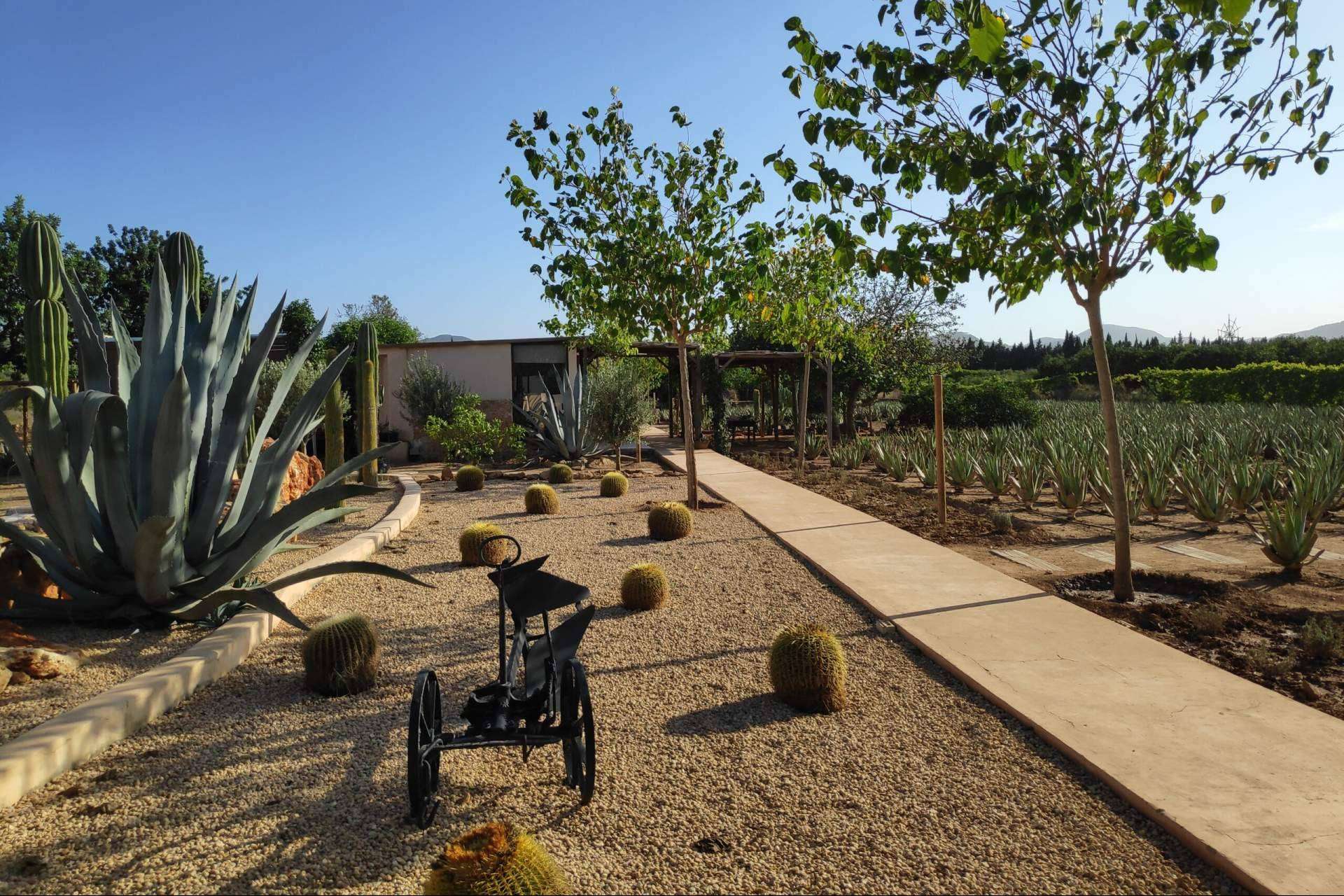 Free Tour Ibizaloe; una inmersión gratuita en el lado verde y sensorial de Ibiza