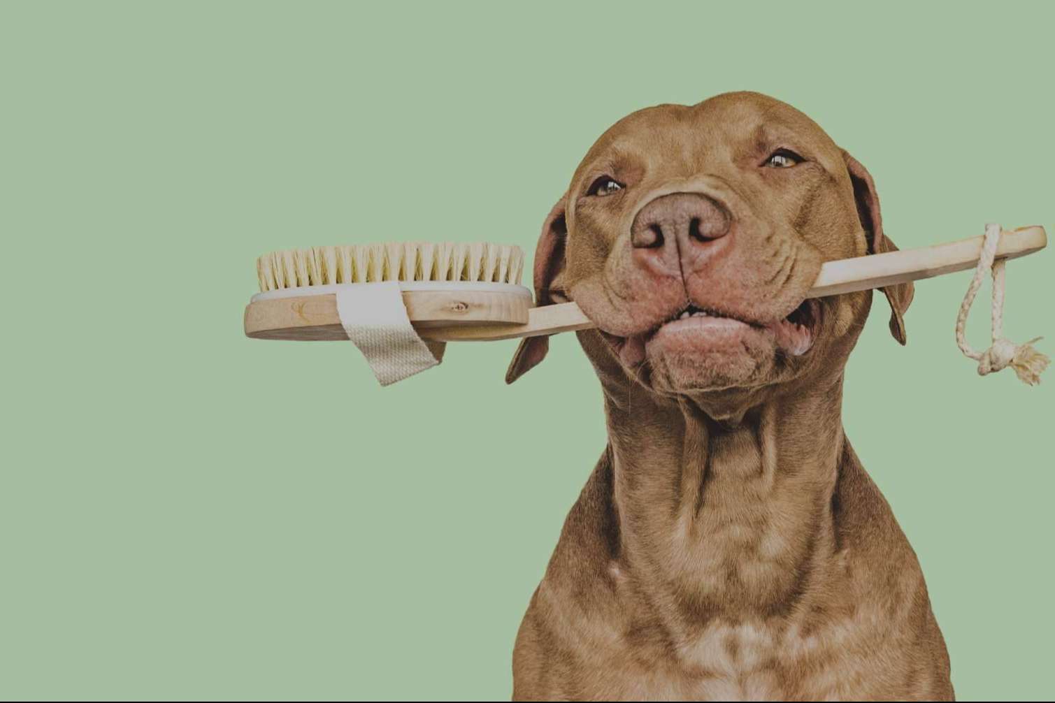 Vetformación presenta su curso presencial de peluquería canina con prácticas reales en VetBarber