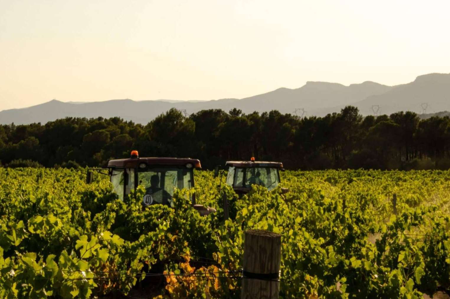 Tradición vitivinícola y sostenibilidad se unen en los vinos ecológicos y veganos de Bodegues Visendra