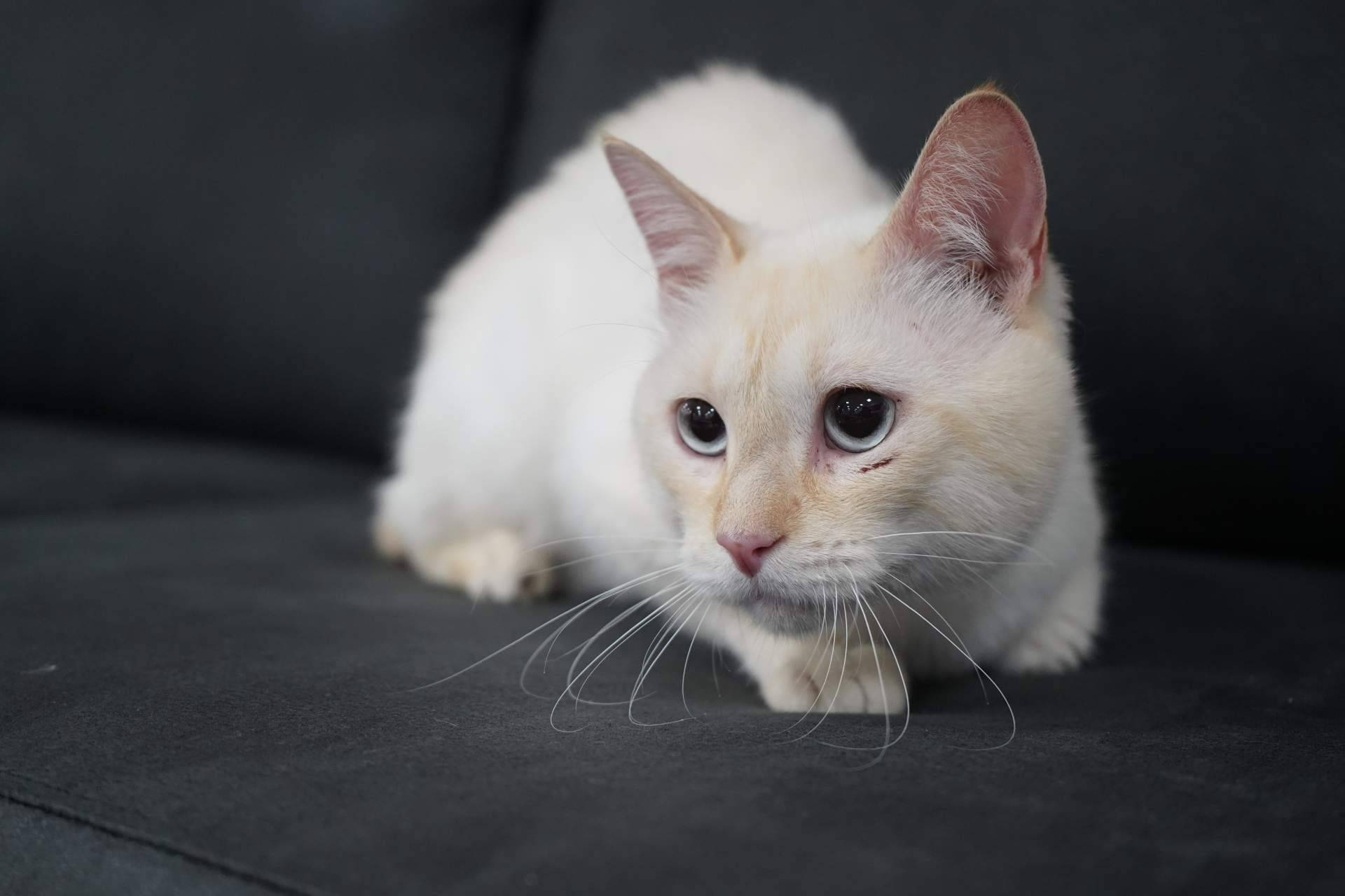 Sofás Valencia refuerza su catálogo con modelos anti arañazos adaptados a espacios con gatos