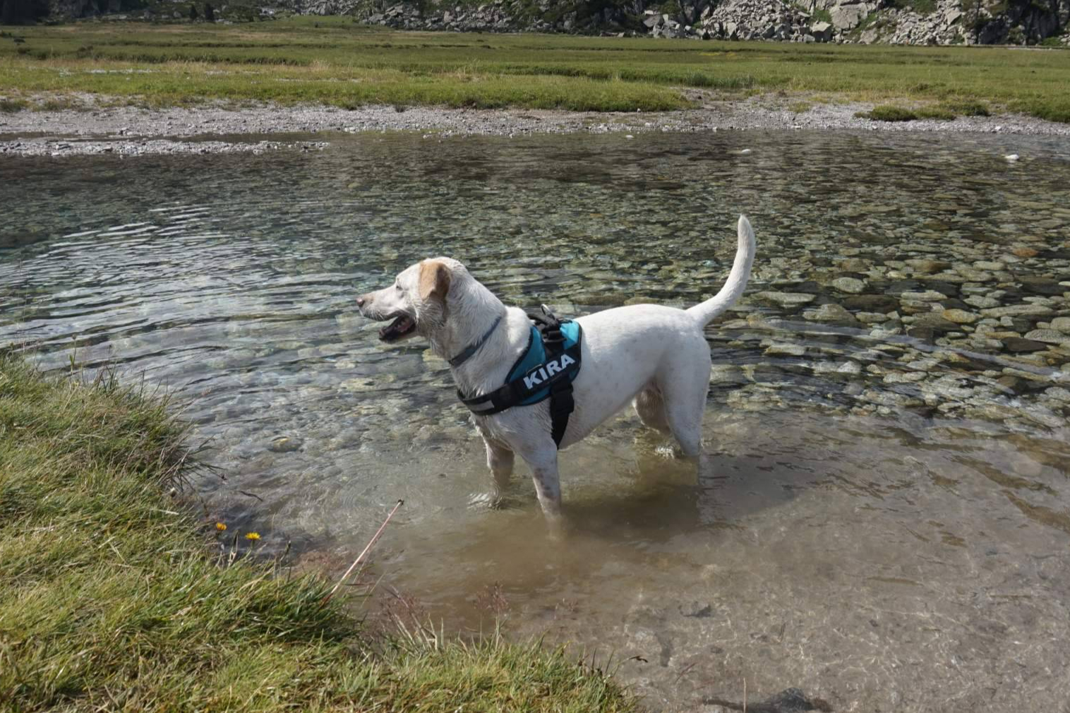 Viajar por Extremadura con mascota; rutas, naturaleza y espacios adaptados para perros