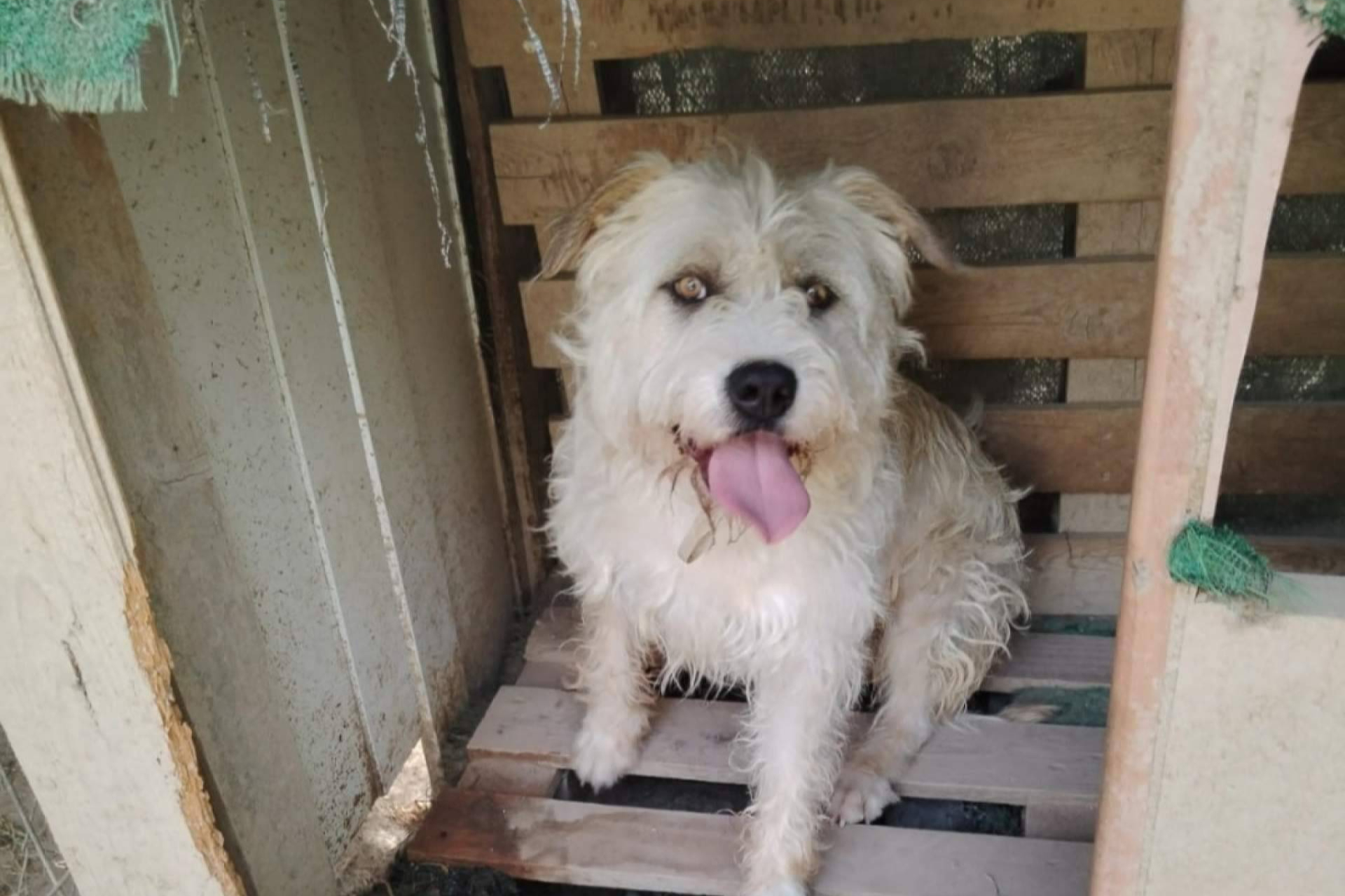 SOS Salvando Vidas España promueve la adopción y el amadrinamiento para rescatar más perros del abandono