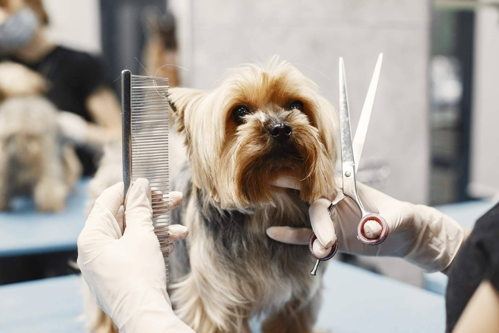 El Instituto Superior de Estudios impulsa la inserción laboral en el sector de la peluquería canina