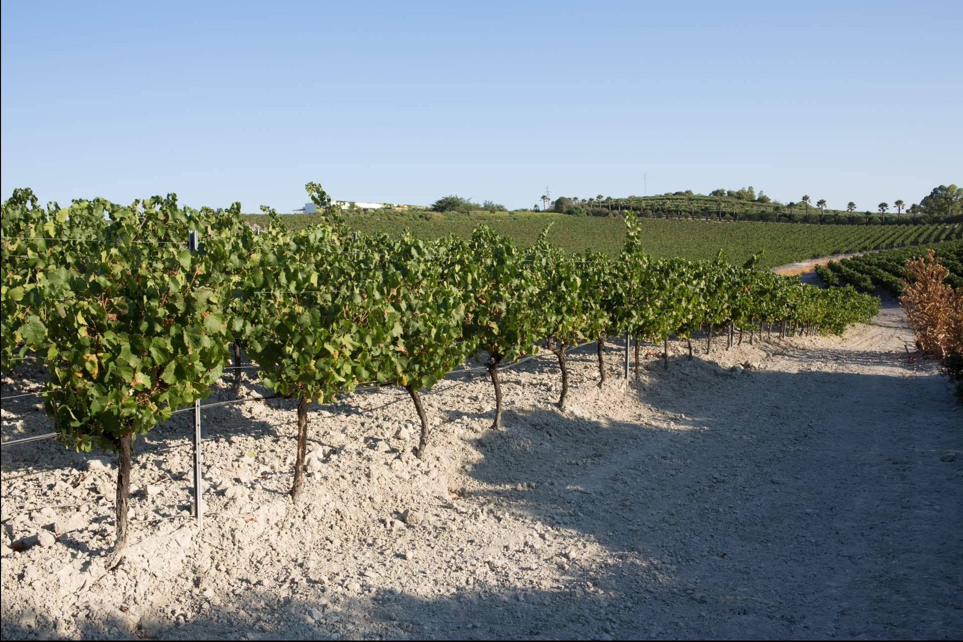 Bodegas Miguel Domecq presenta Torre de Ceres Rosado, la nueva expresión del viñedo de Entrechuelos
