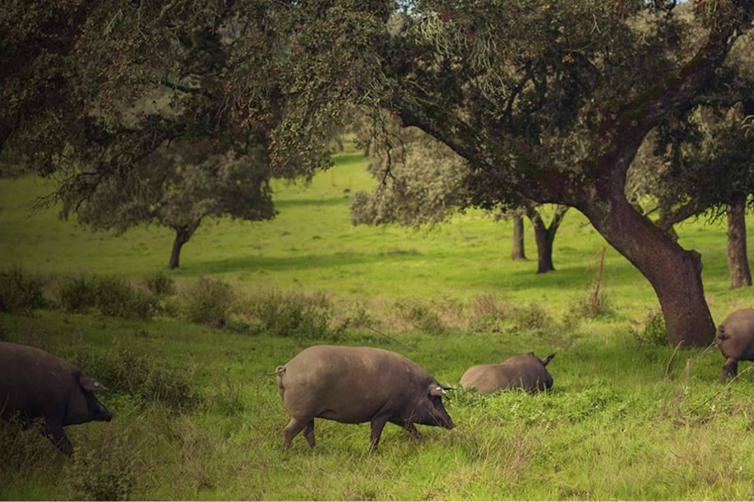 De Jabugo al mantel; jamón ibérico para Navidad