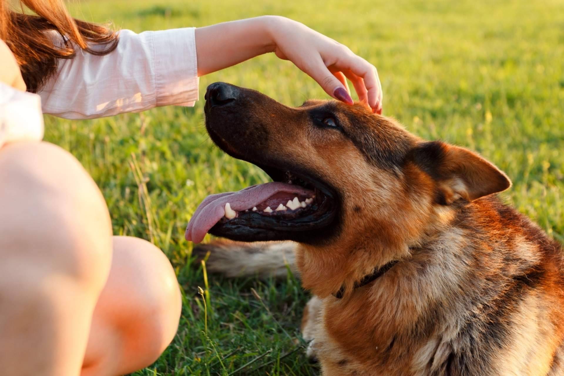 Chubi; tecnología creada junto a asociaciones de bienestar animal para cuidar mejor de quienes no pueden hablar