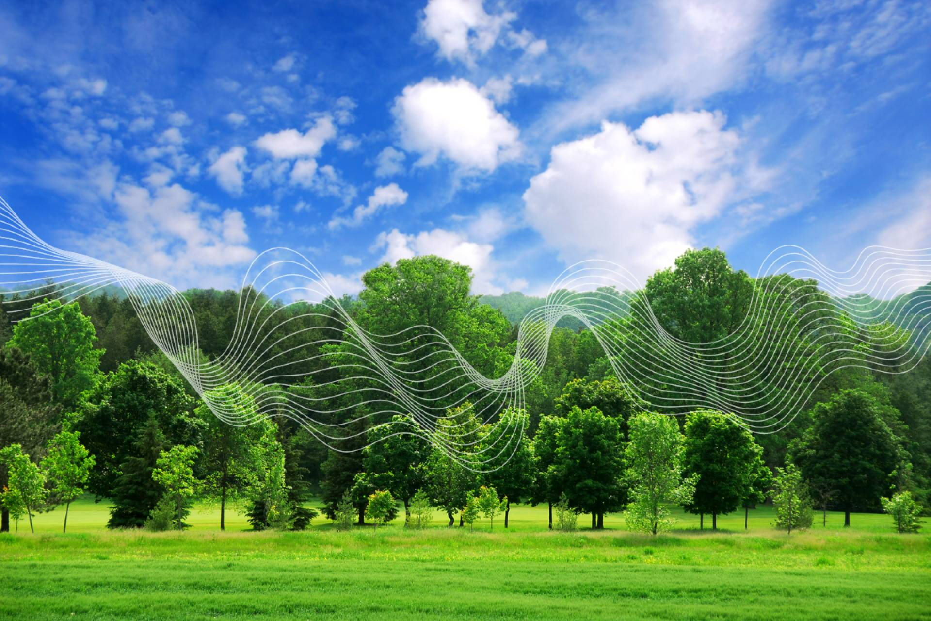 Tecnología, bioeconomía y monte; así se construye la nueva innovación forestal desde CO2GESTIÓN