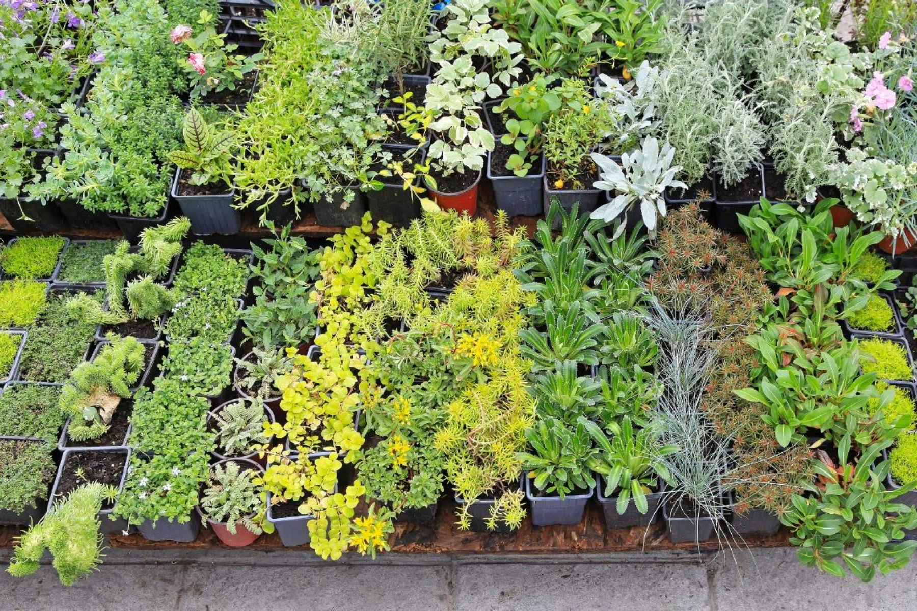 La Rosa De Oro, empresa lider de viveros en Sevilla, orienta sobre cómo elegir plantas según la temporada