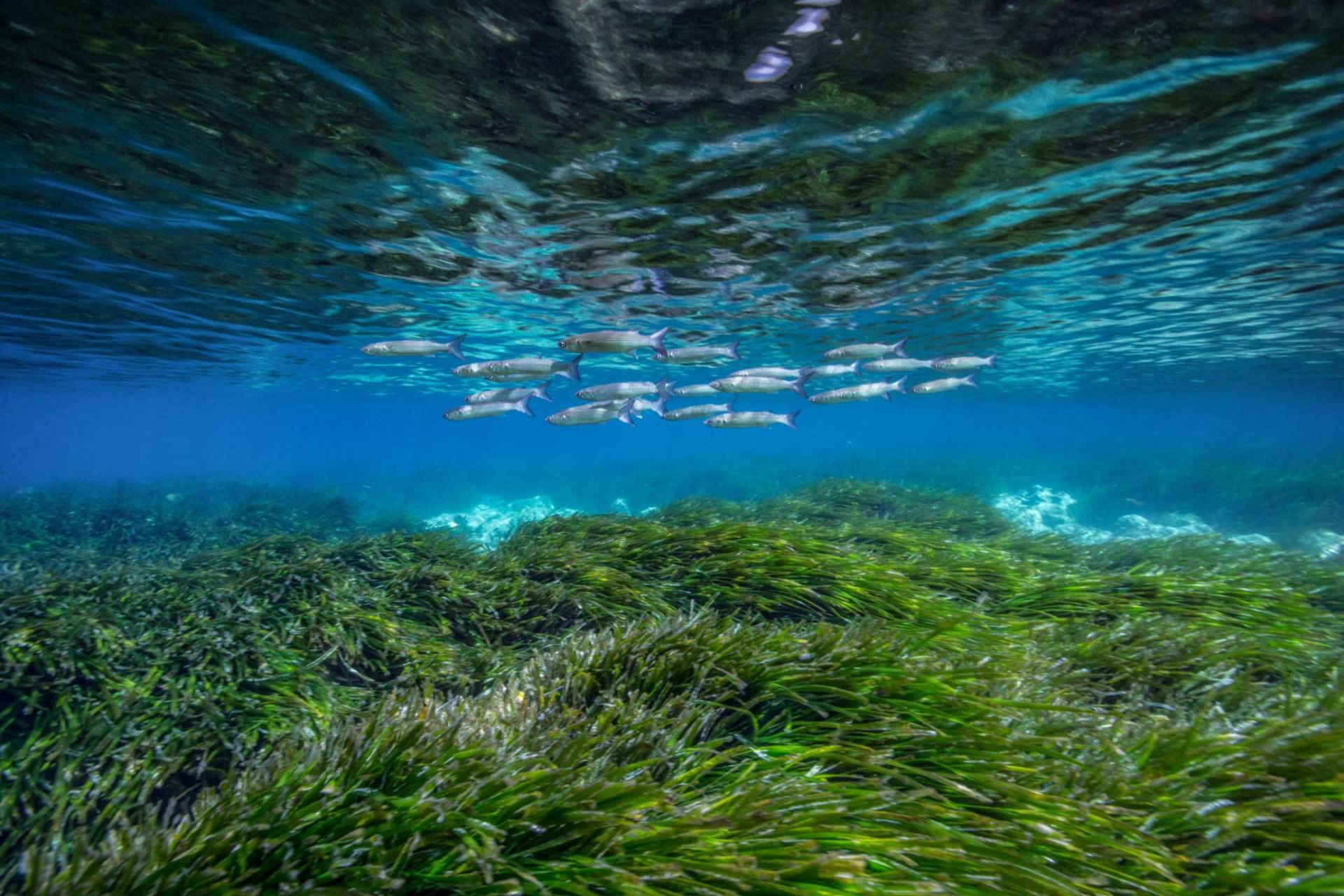 El proyecto Be Blue consolida su liderazgo en la protección del Mediterráneo