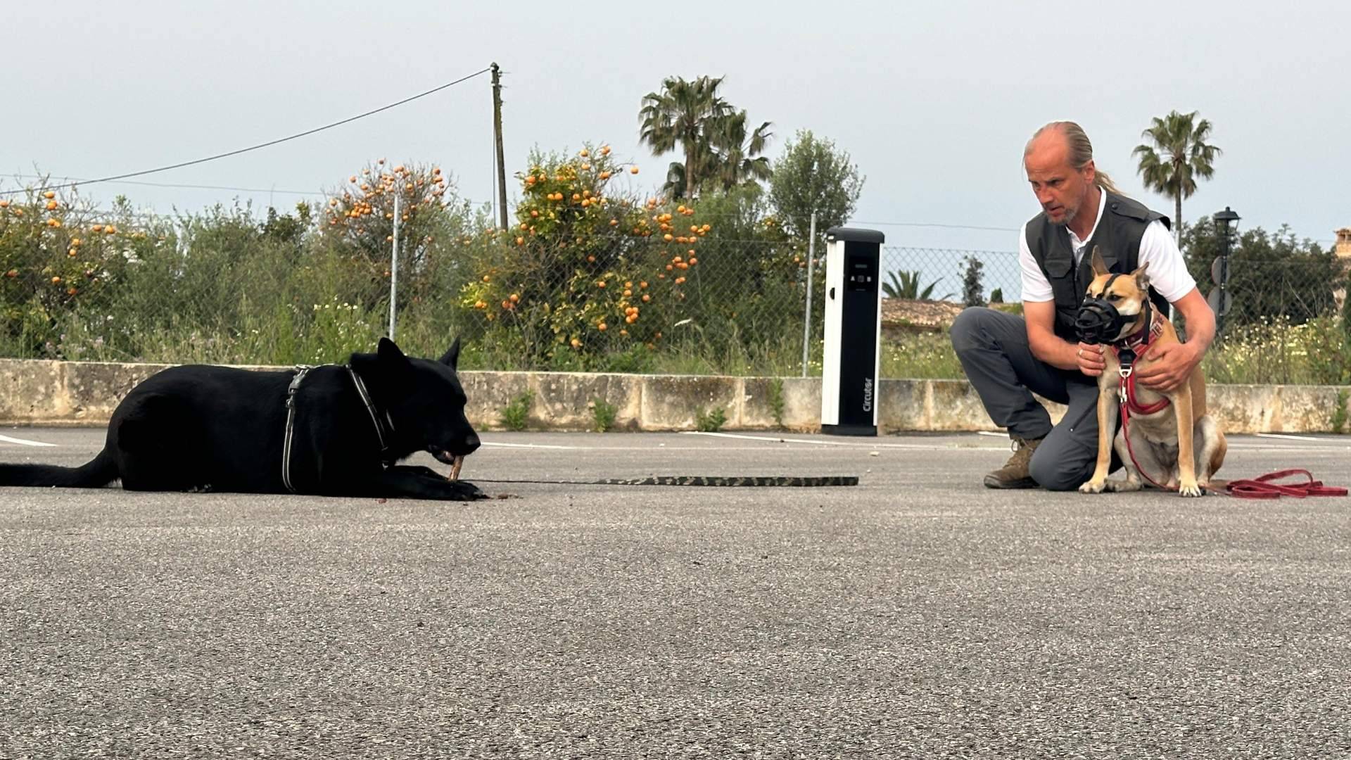 El impacto de internet y las redes sociales en la resolución de problemas de comportamiento en perros