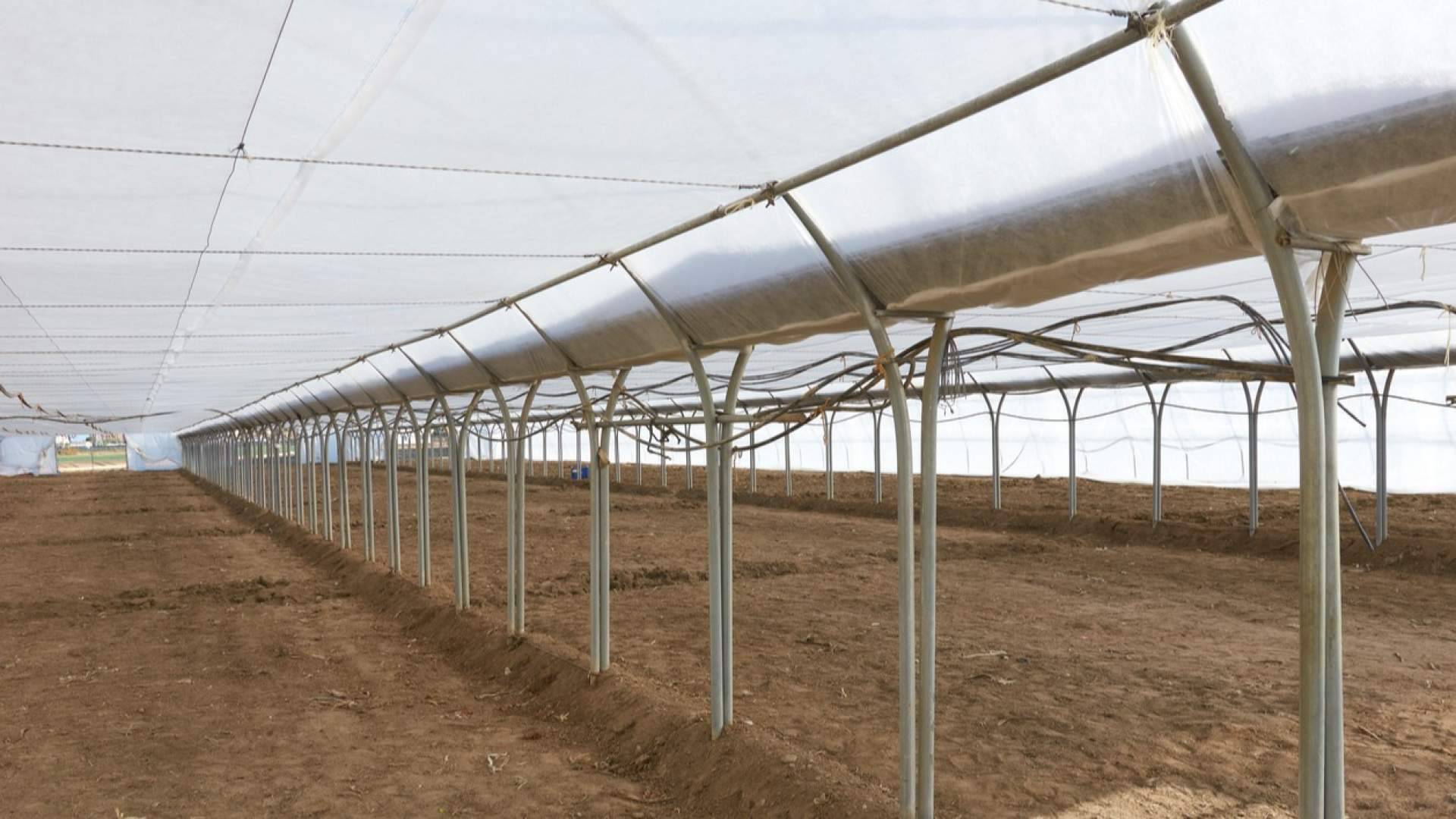 Elegir e instalar guayas para invernadero; aspectos clave para optimizar su rendimiento